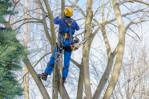 Best Firewood Processing and Delivery  in Columbia, CA