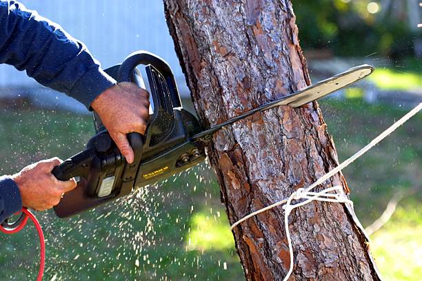 Best Stump Grinding and Removal  in Columbia, CA