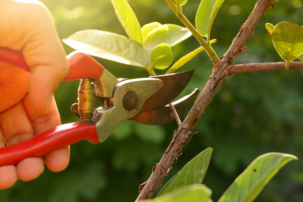 Lawn Watering Services